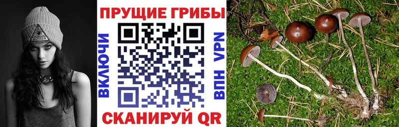 Псилоцибиновые грибы GOLDEN TEACHER Сергач